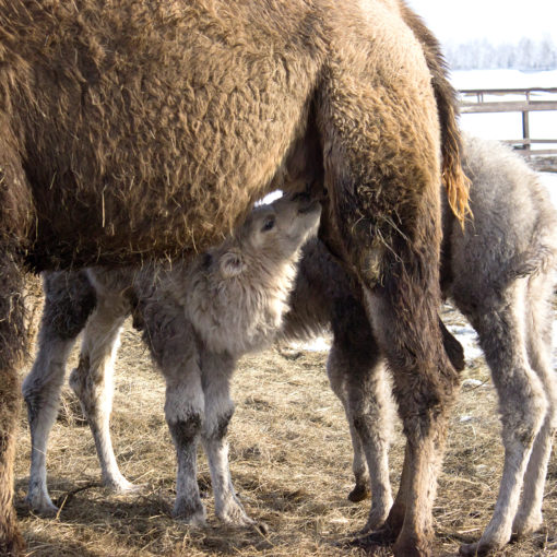 Купить верблюда — Ферма верблюдов в Татарстане